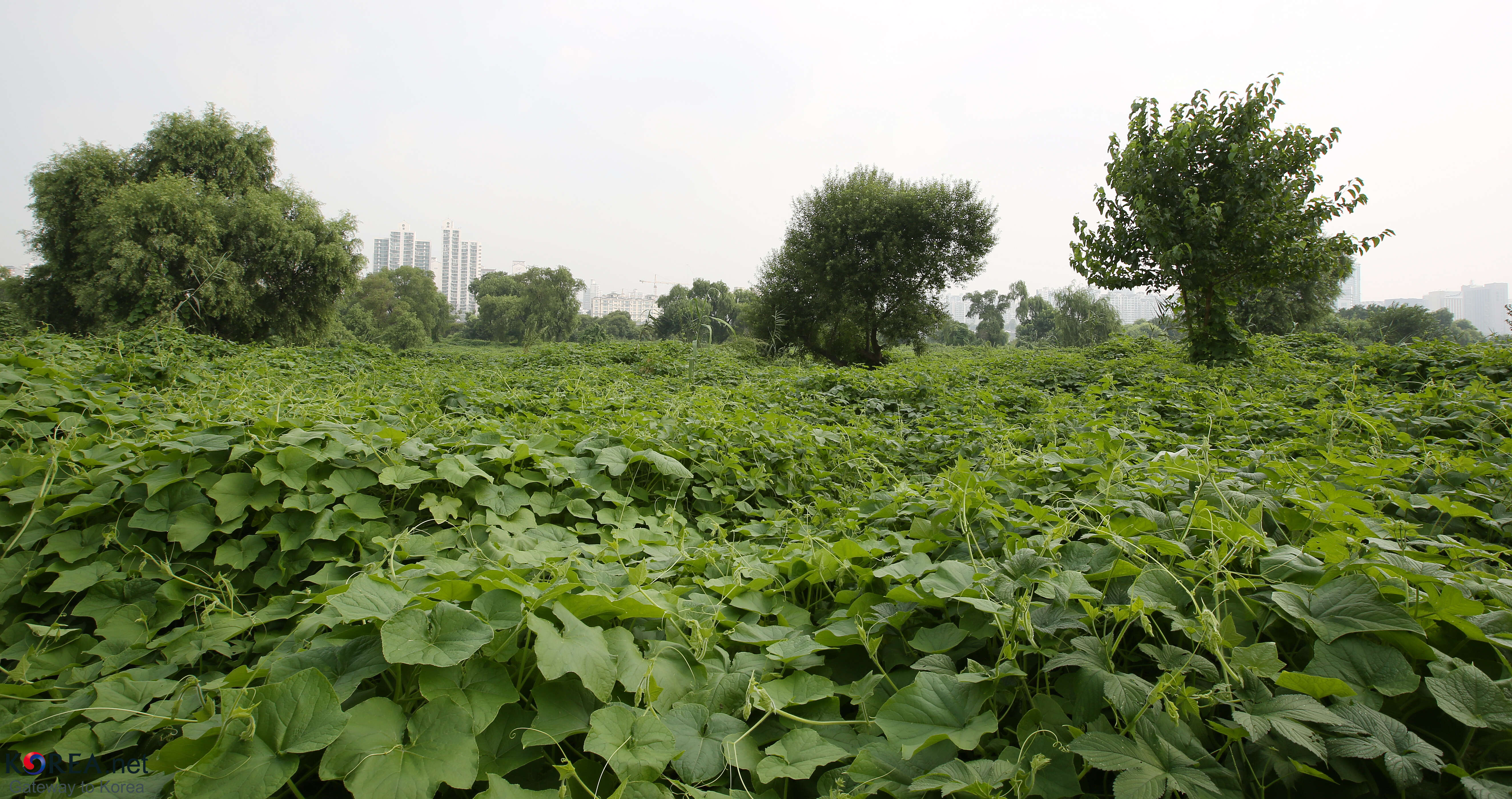 Image of oneseed bur cucumber