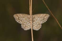 Scopula immorata Linnaeus 1758 resmi