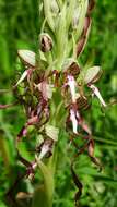 Image of Lizard orchid