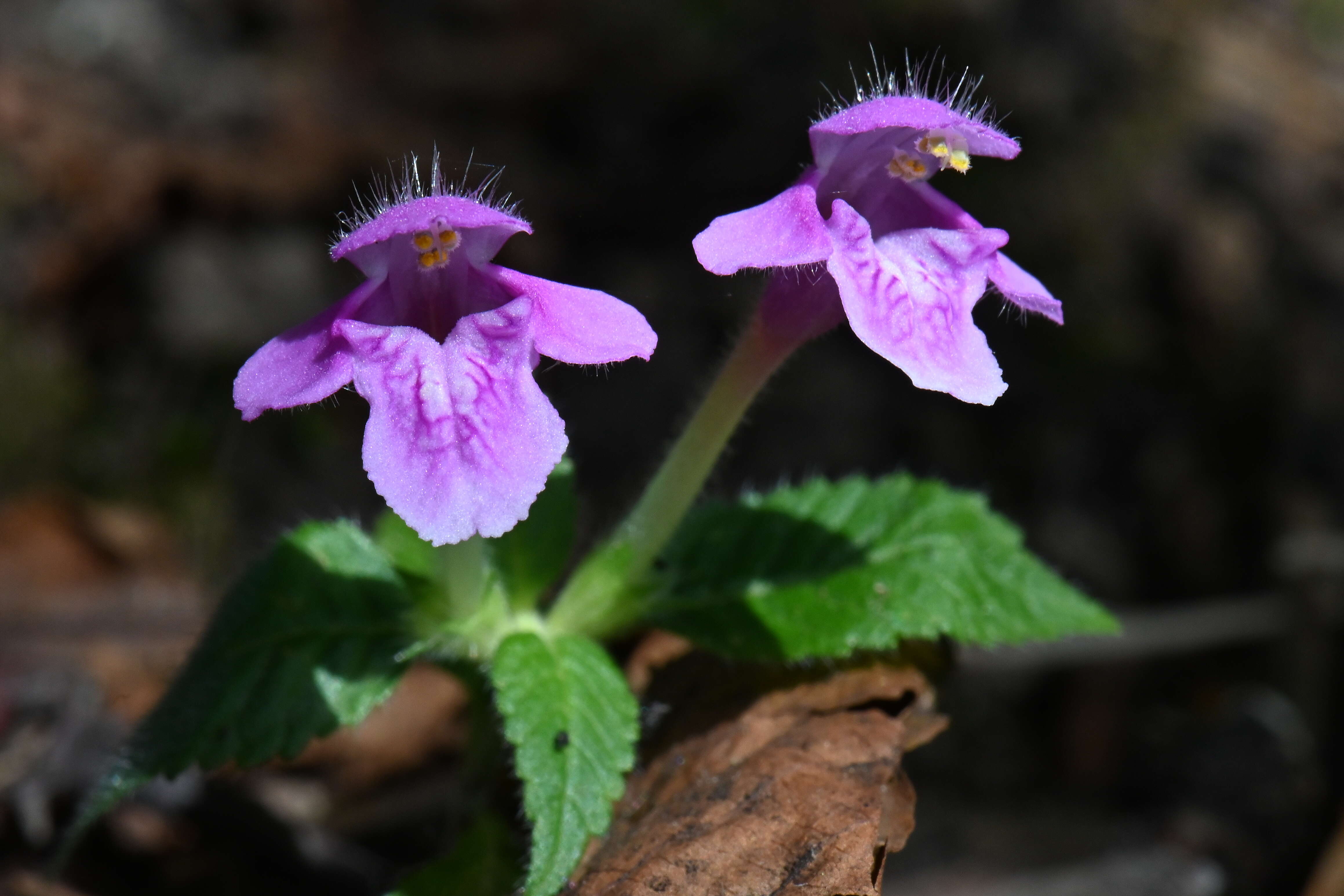 Image of Downy Hemp Nettle