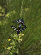 Image of Amata cerbera Linnaeus 1764