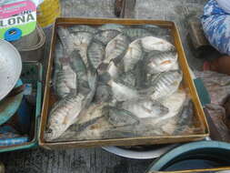 Image of Tilapia