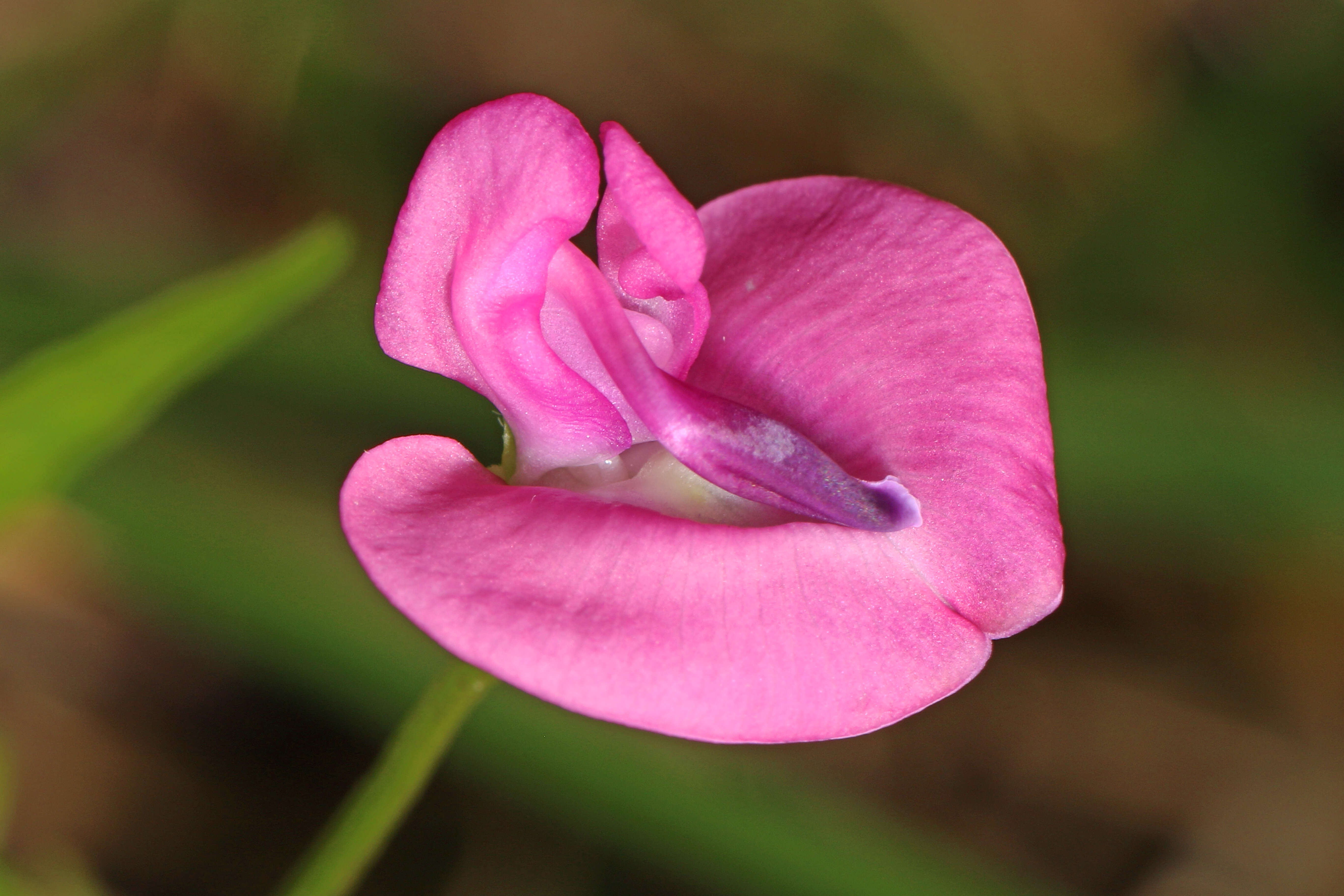 Image of pink fuzzybean