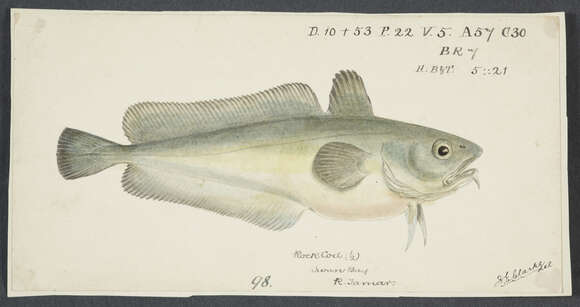 Image of Southern bastard codling