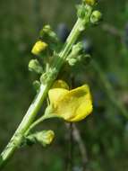 Verbascum nigrum L. resmi