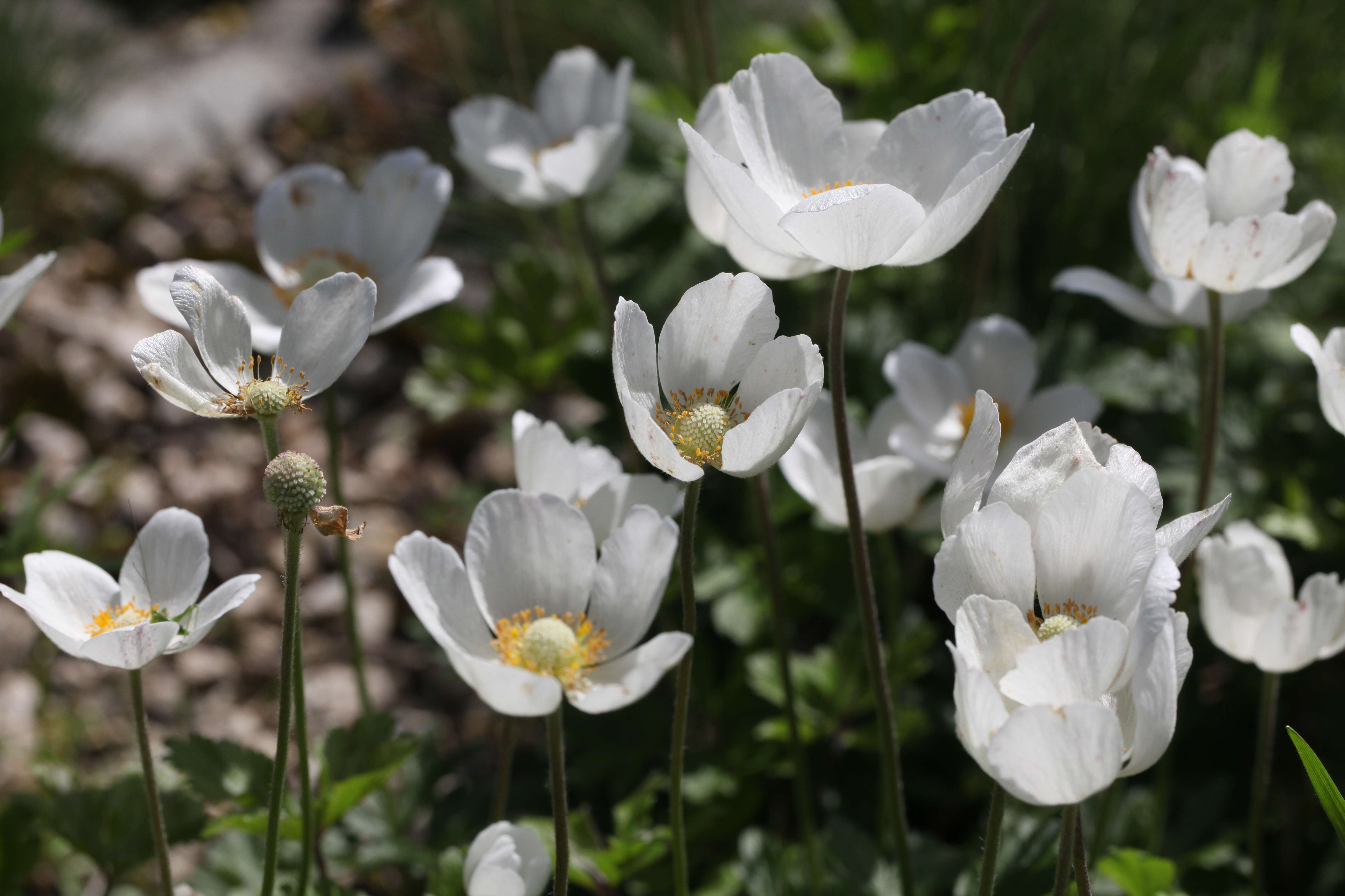 Image of Snowdrop Anemone