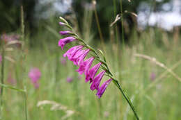 Imagem de Gladiolus imbricatus L.