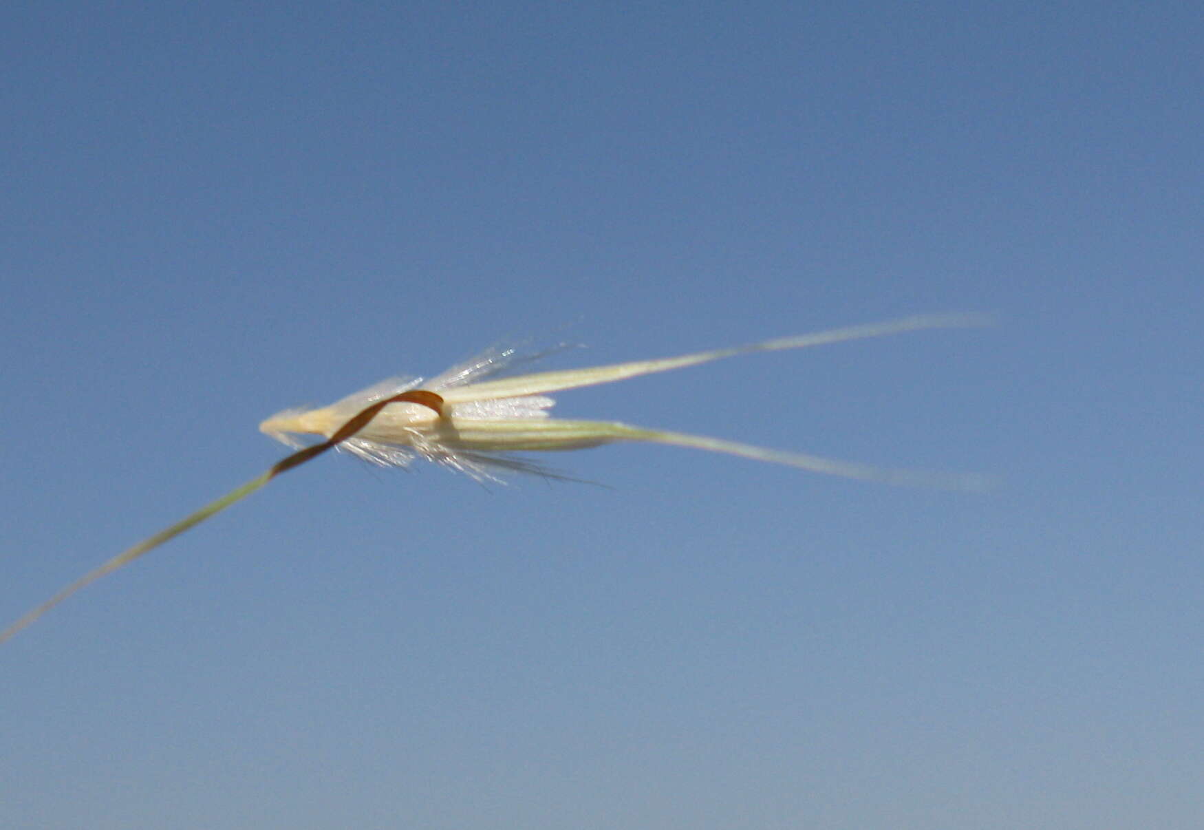 صورة Rytidosperma caespitosum (Gaudich.) Connor & Edgar