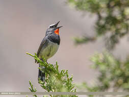 Image of Himalayan Rubythroat