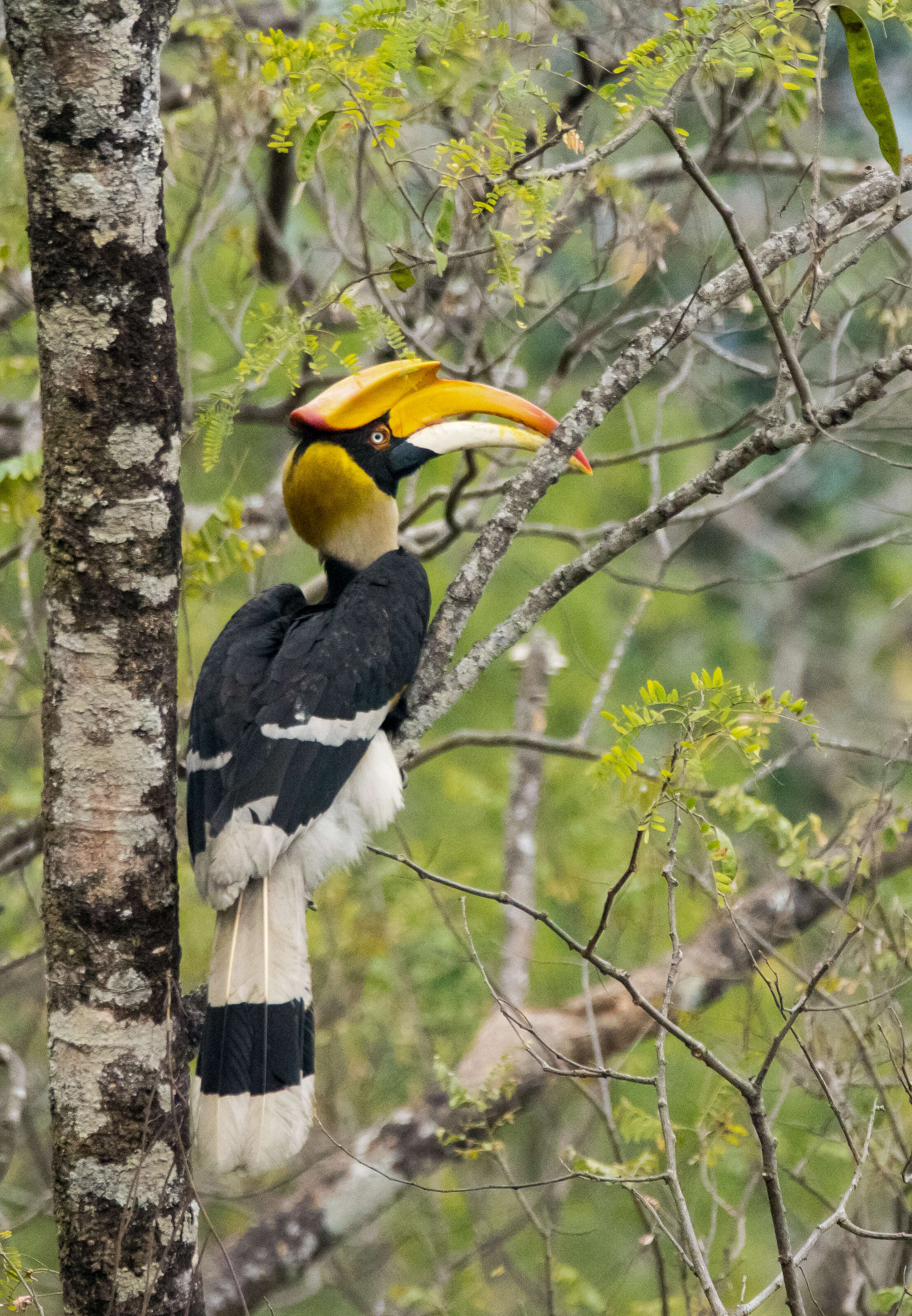 Image of Great Indian Hornbill