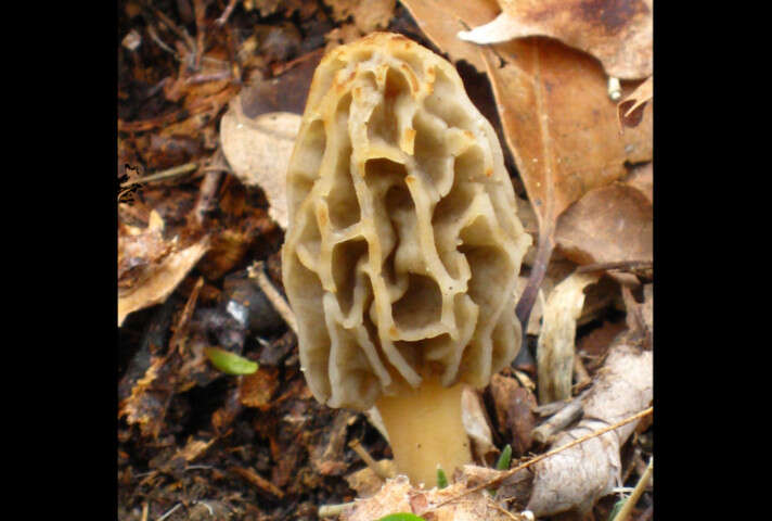 Image of Morchellaceae