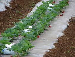 Image of Garden strawberry