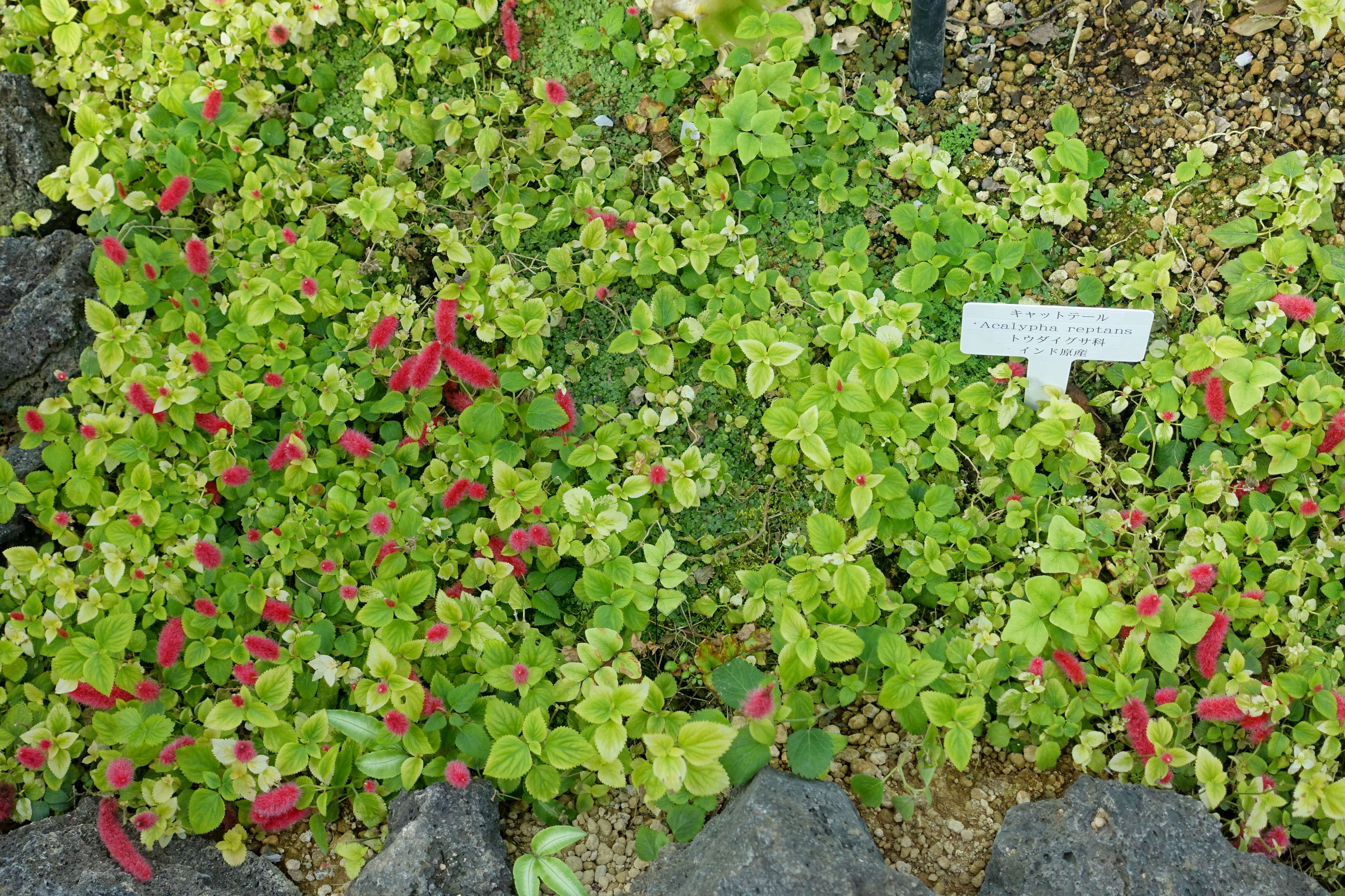 Image de Acalypha chamaedrifolia (Lam.) Müll. Arg.