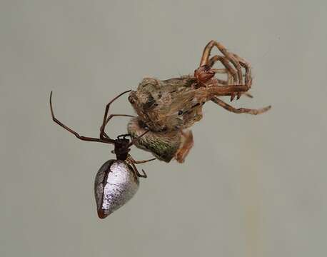 صورة Argyrodes antipodianus O. Pickard-Cambridge 1880