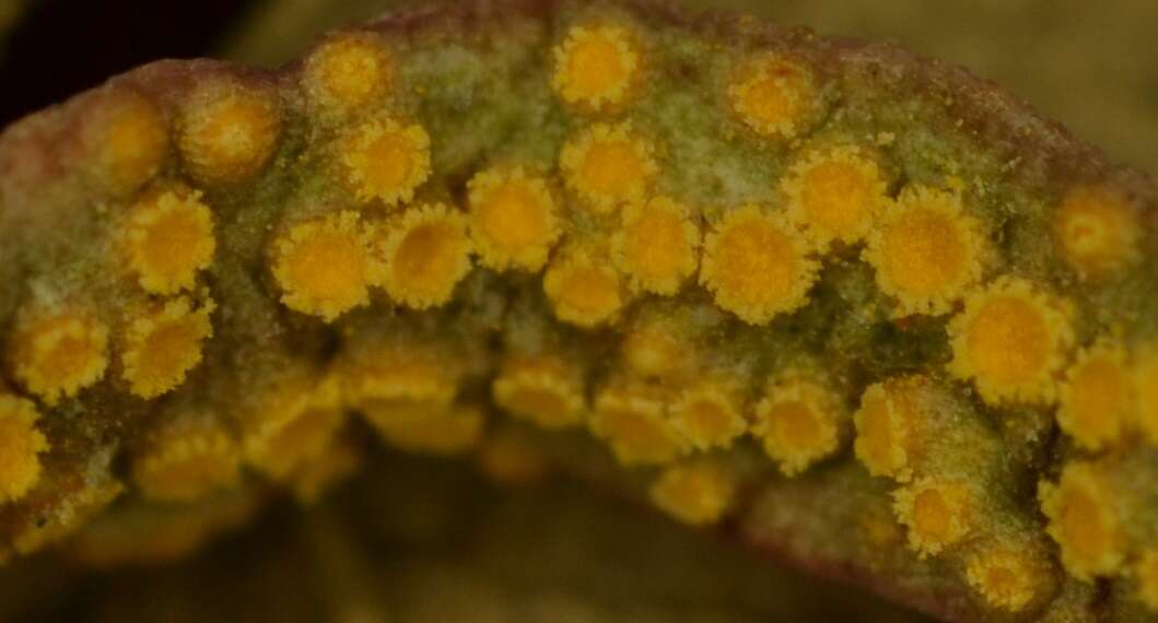 Image of Puccinia mariae-wilsoniae Clinton 1873