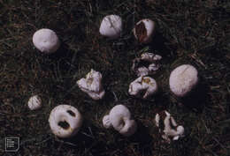 Imagem de Lycoperdon pratense Pers. 1794