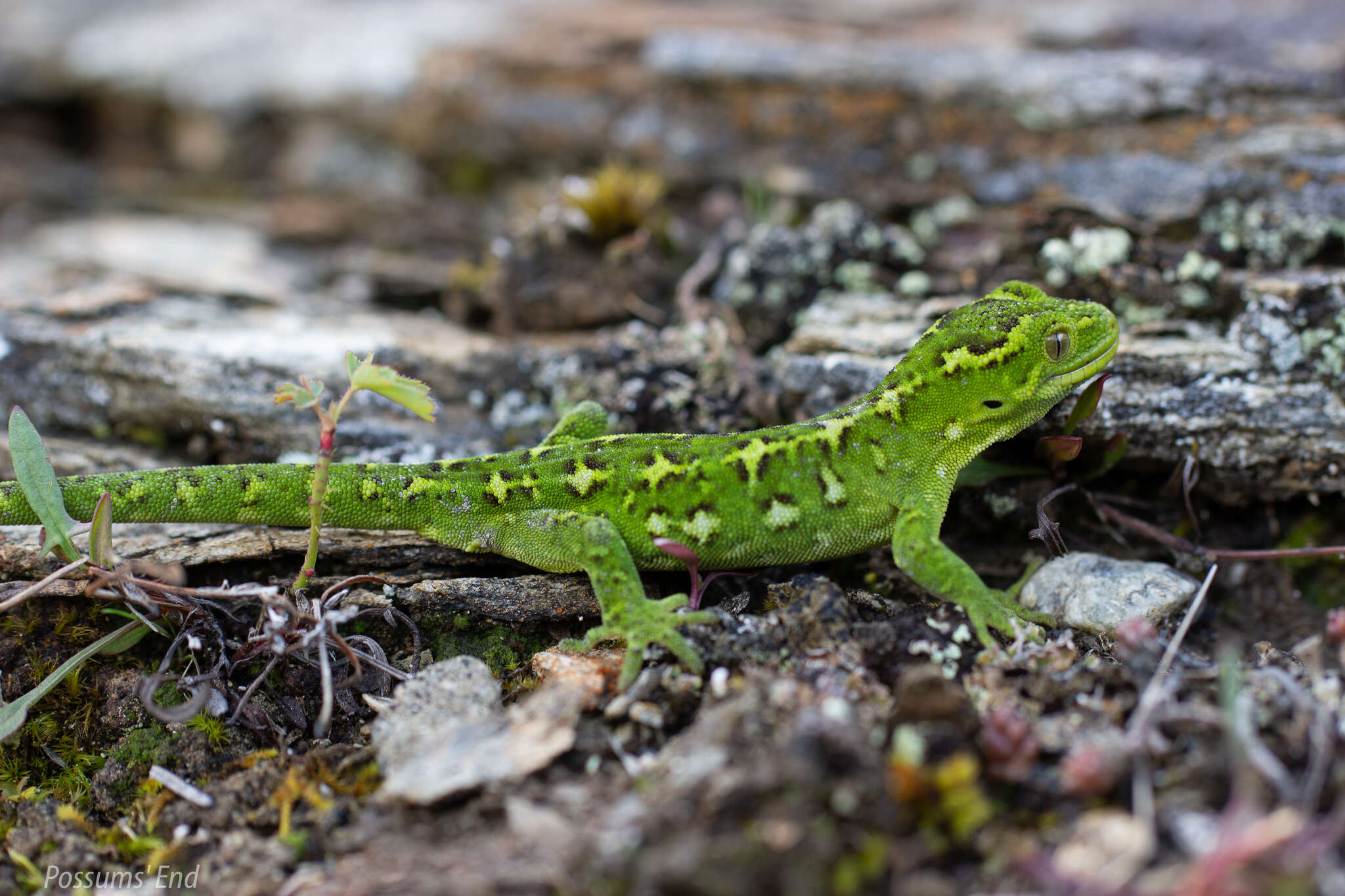Image of South Island Tree Gecko