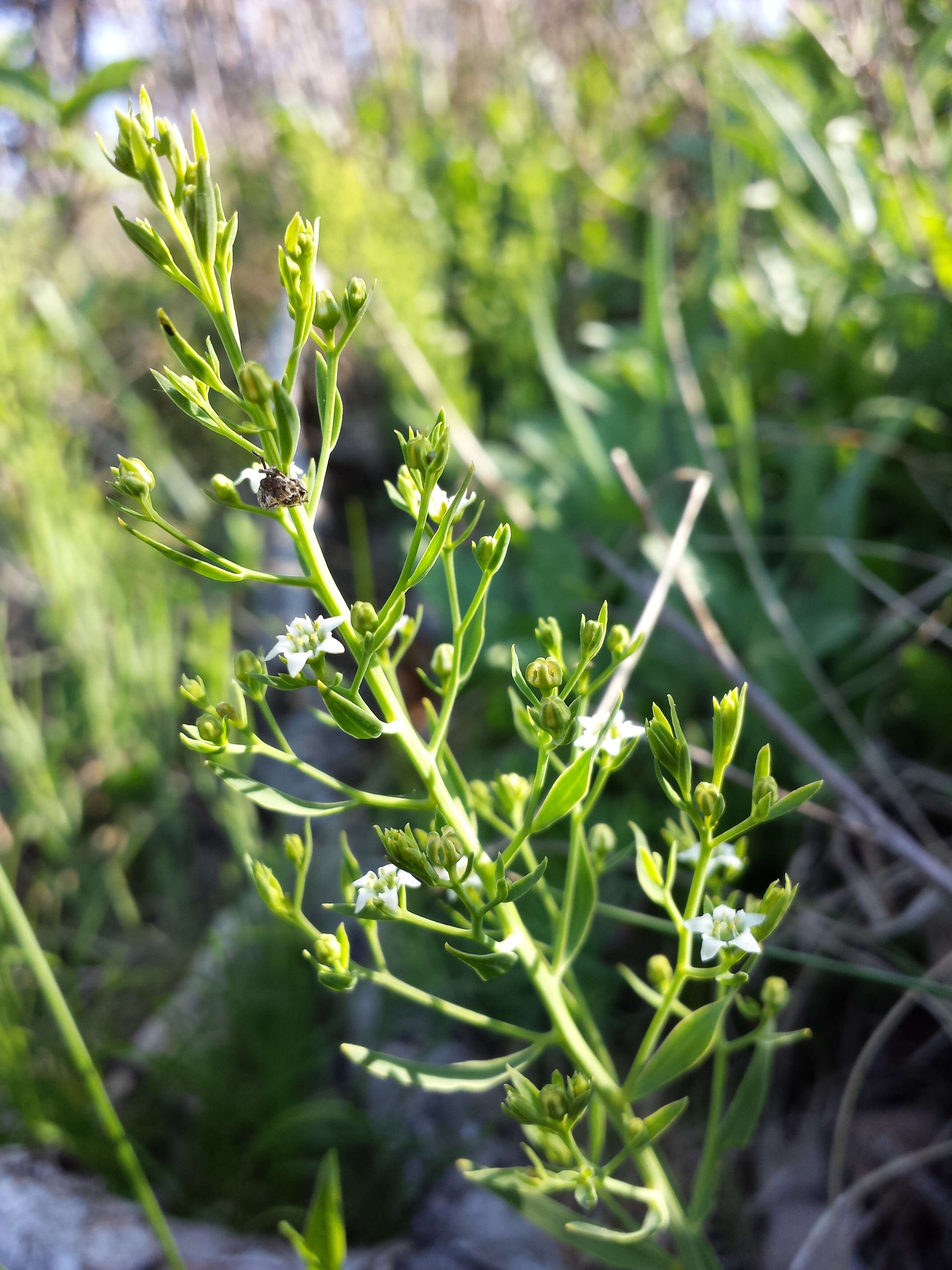 Image of flaxleaf