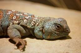 Imagem de Uromastyx ocellata Lichtenstein 1823