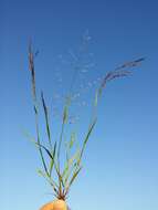 Image of Indian lovegrass