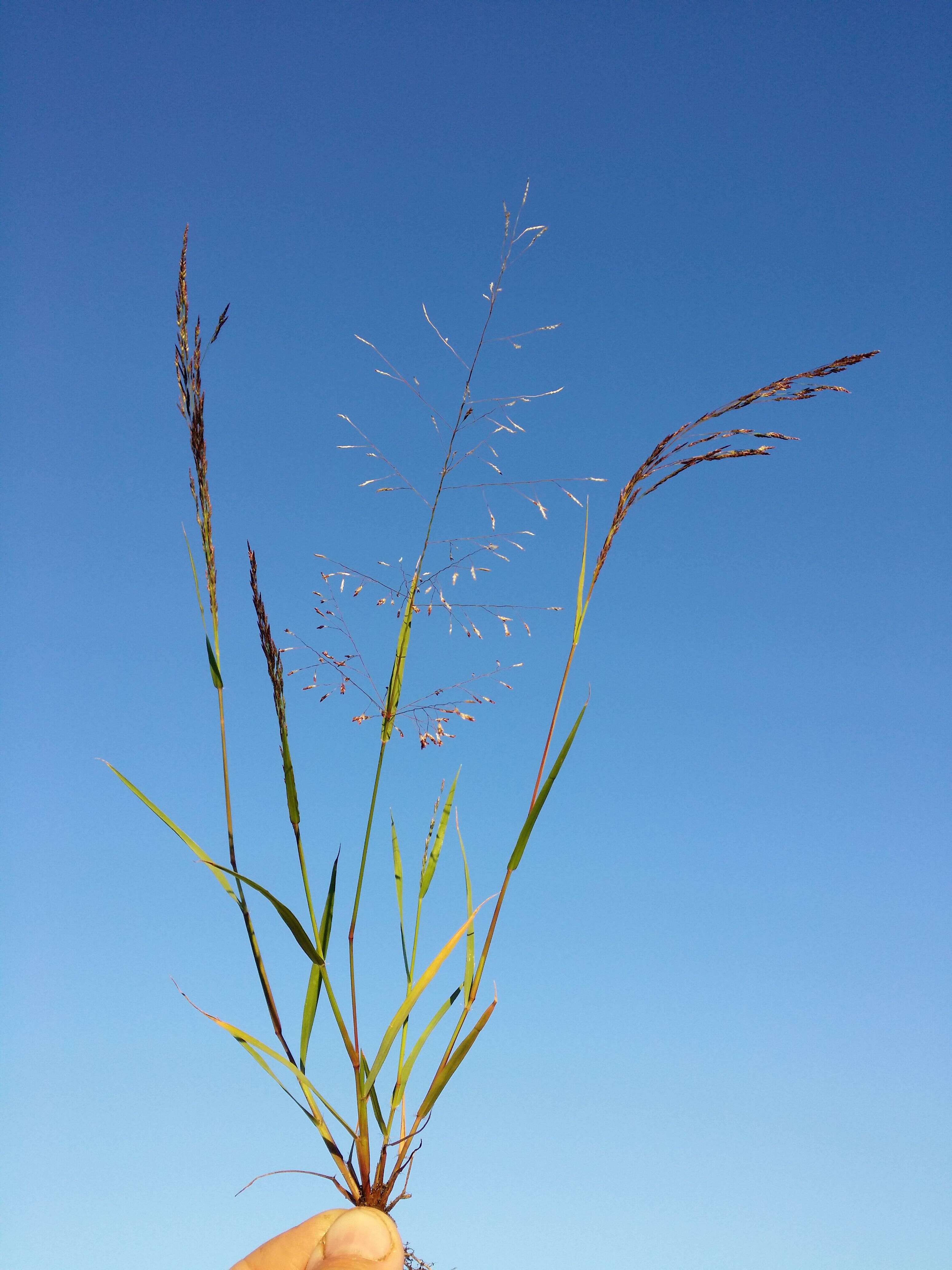 Image of Indian lovegrass