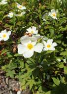 Image of Cistus sintenisii Litard.