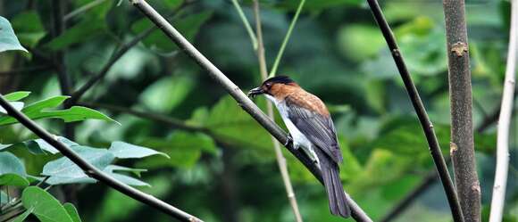 Image of Chestnut Bulbul