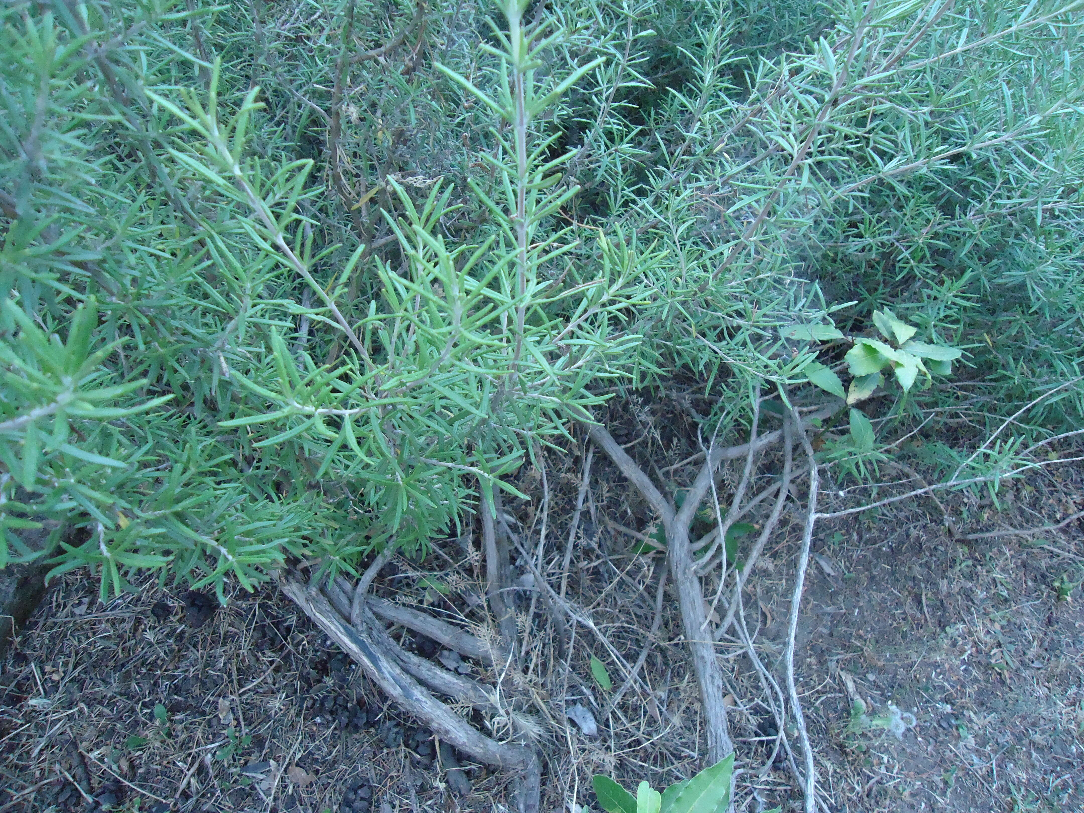 Image of Rosemary