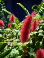 Image de Acalypha chamaedrifolia (Lam.) Müll. Arg.