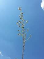 Image of field cudweed