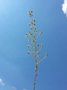 Image of field cudweed