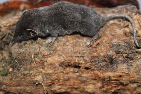 Image of Black-footed Shrew