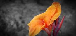 Image of canna lilies