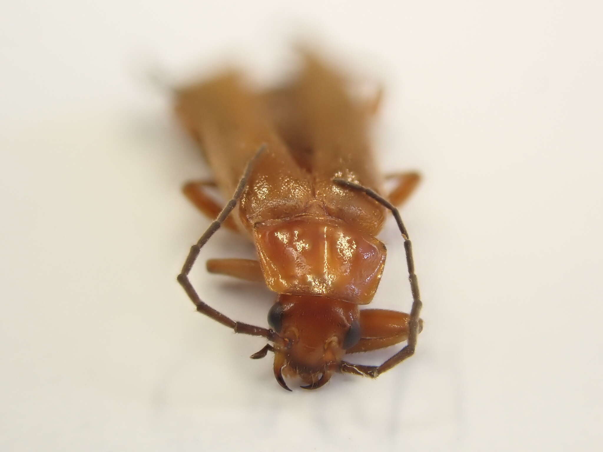 Image of Rhagonycha fulva