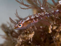 Image of Whip coral goby