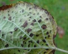 Corynespora cassiicola (Berk. & M. A. Curtis) C. T. Wei 1950 resmi