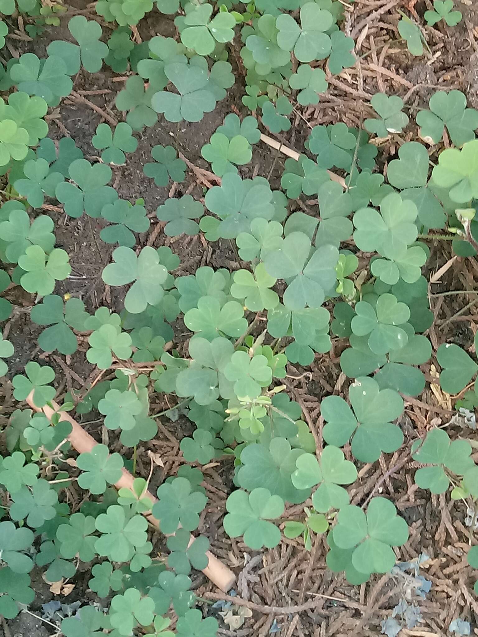 Image of creeping woodsorrel