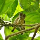 Image of Large Ponhpei White-eye