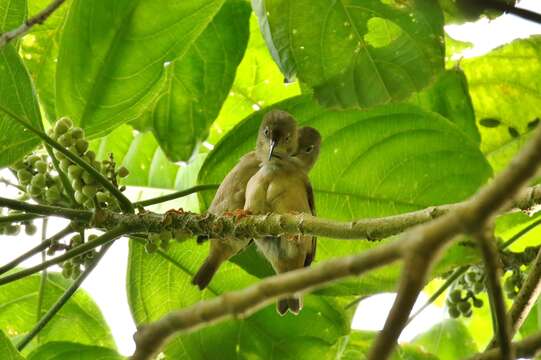 Image of Large Ponhpei White-eye