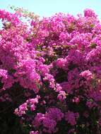 Слика од Bougainvillea