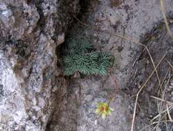 Plancia ëd Saxifraga aretioides Lapeyr.