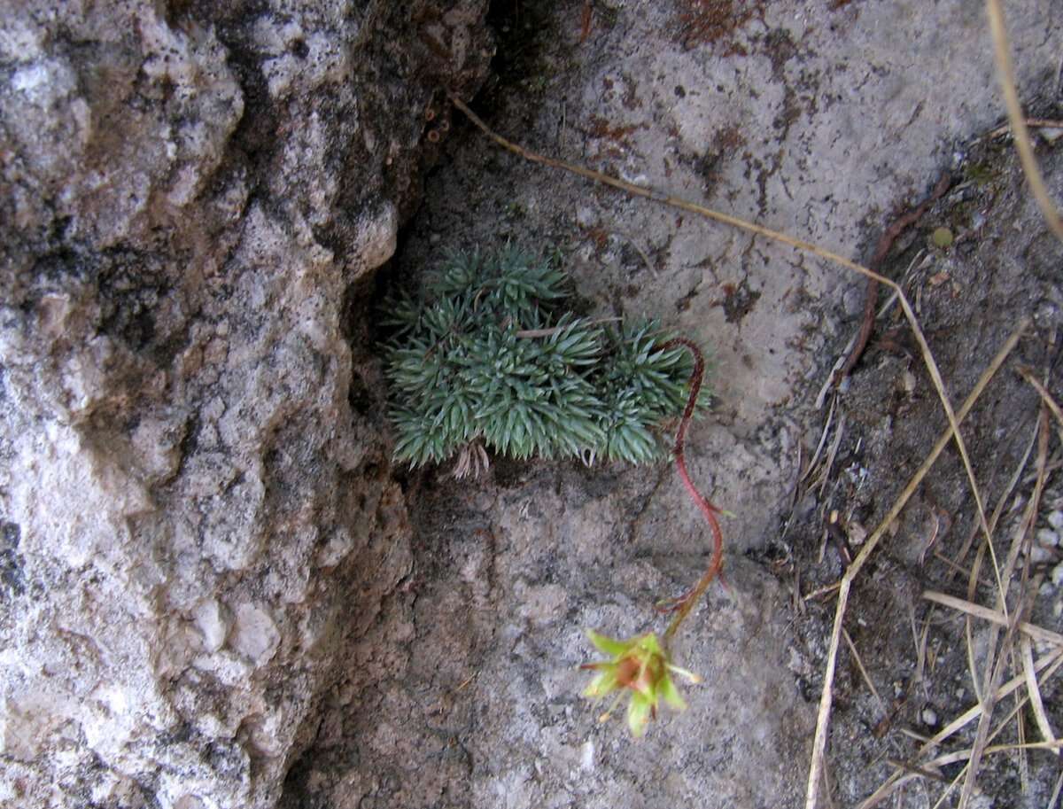 Слика од Saxifraga aretioides Lapeyr.