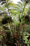 Image of West Indian treefern