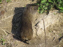 Image of Brazilian Guinea Pig