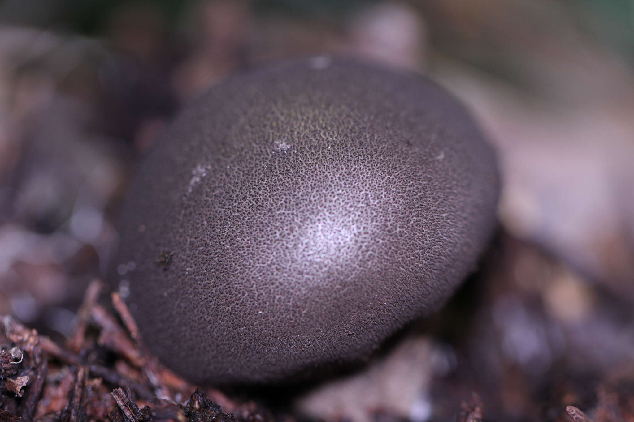 Image of Lycoperdon umbrinum Pers. 1801