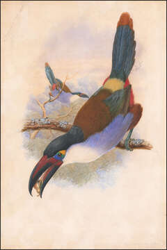 Image of Black-billed Mountain Toucan