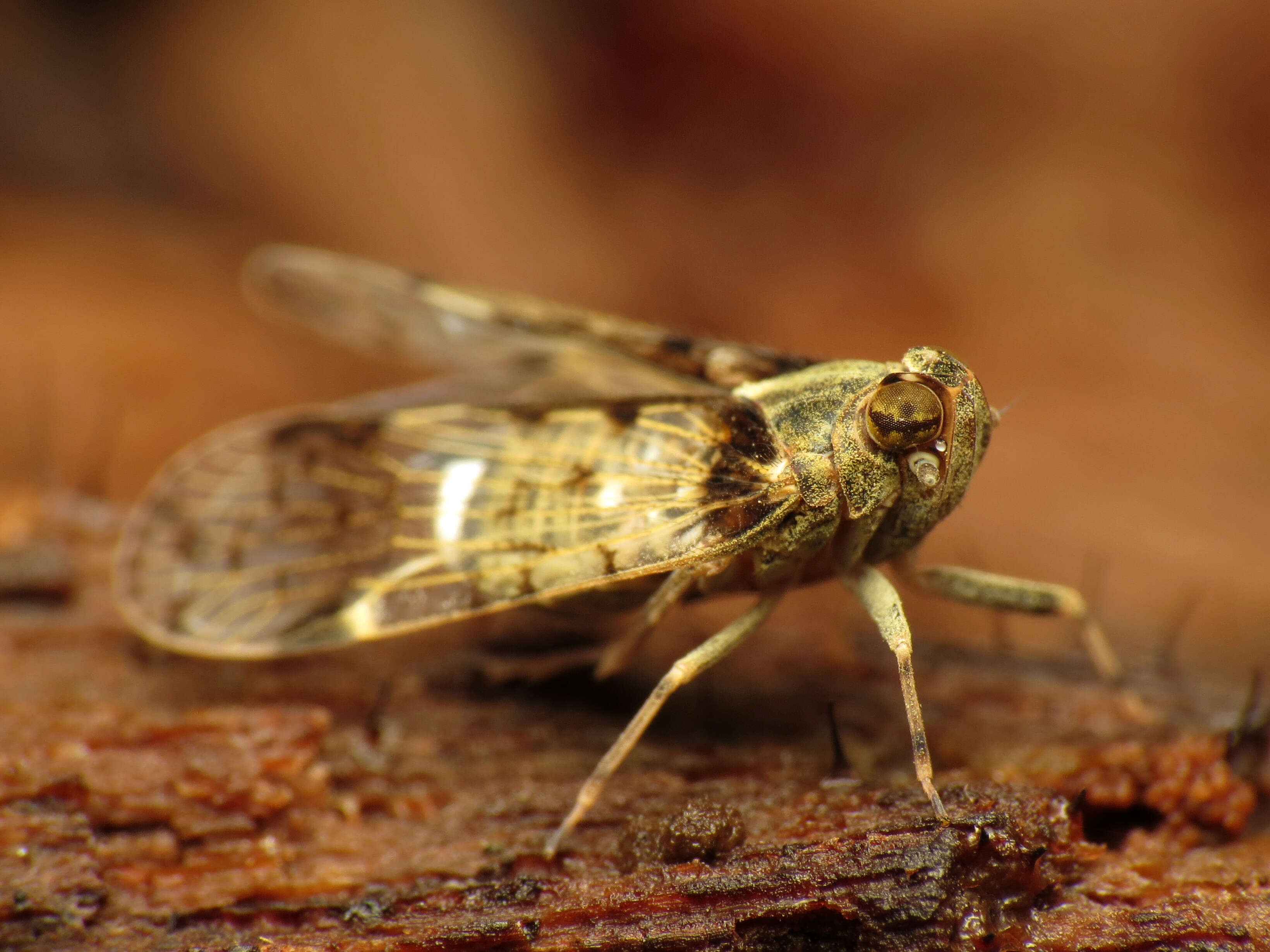 Image of cixiid planthoppers