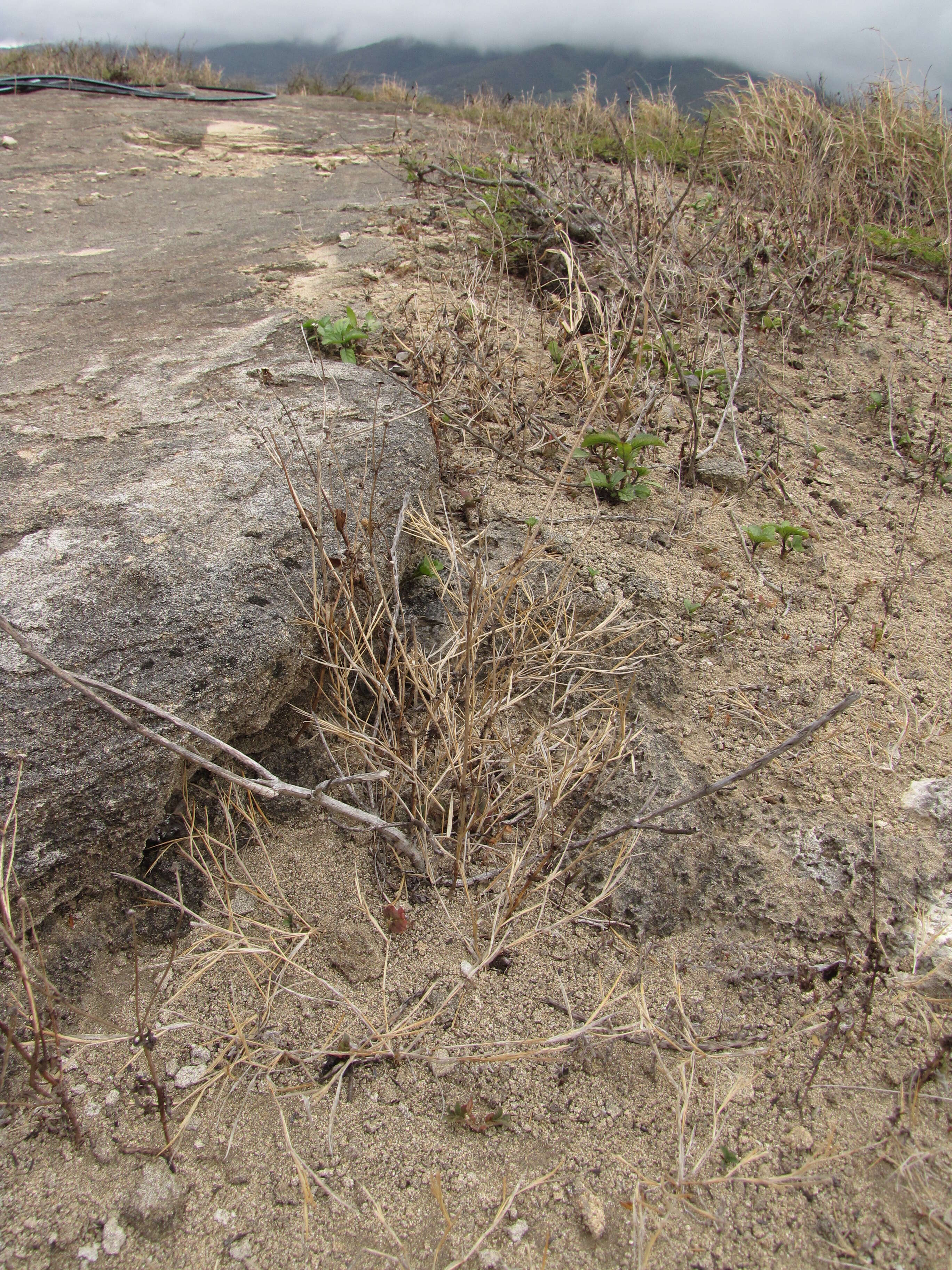 Imagem de Panicum fauriei Hitchc.