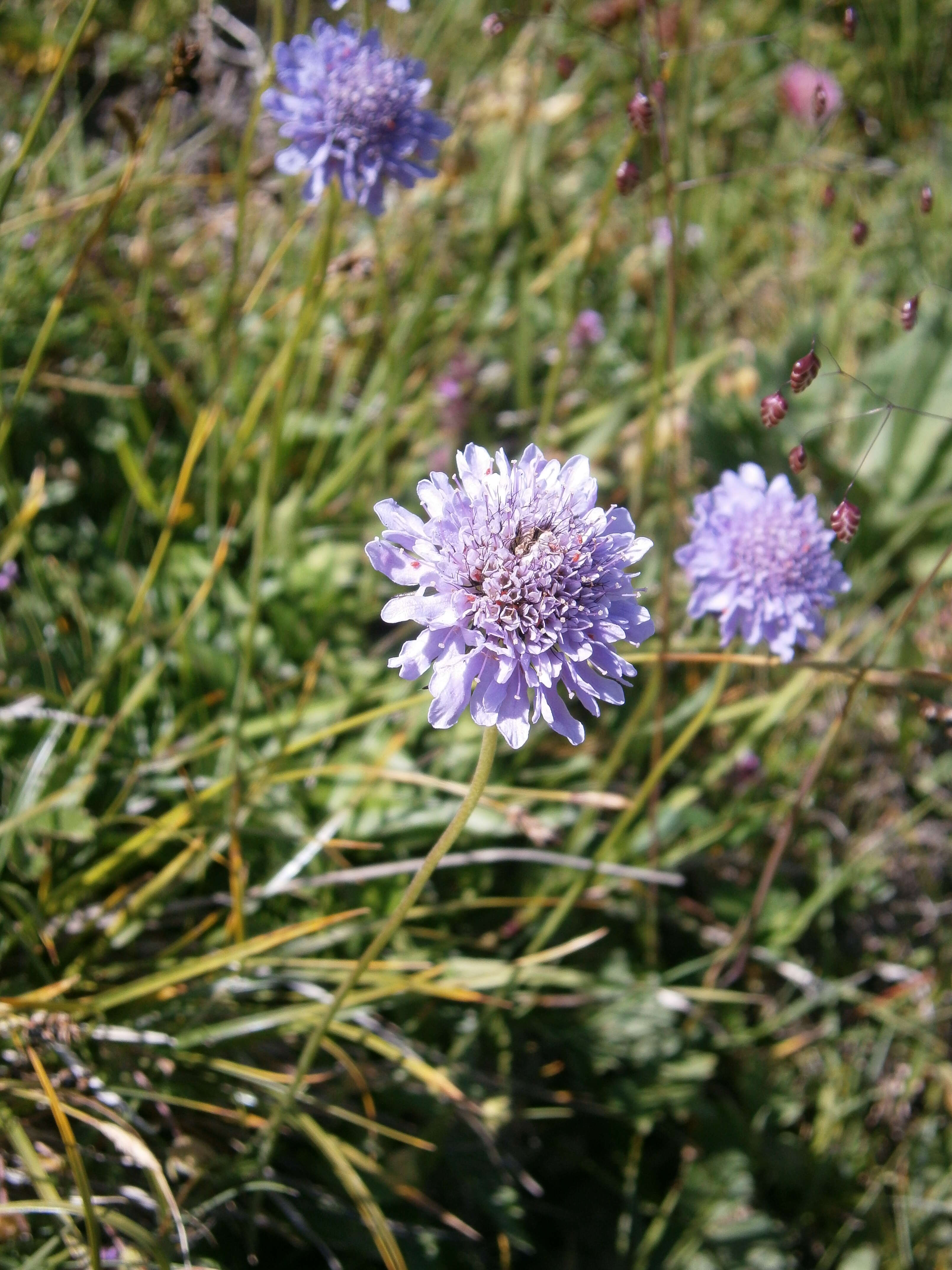 Image of glossy scabious