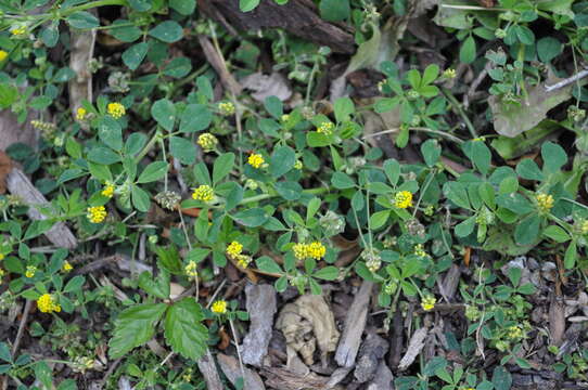 Image of black medick